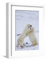 Polar Bears (Ursus maritimus) sparring in snow, Churchill Wildlife Management Area, Churchill, M...-Panoramic Images-Framed Photographic Print