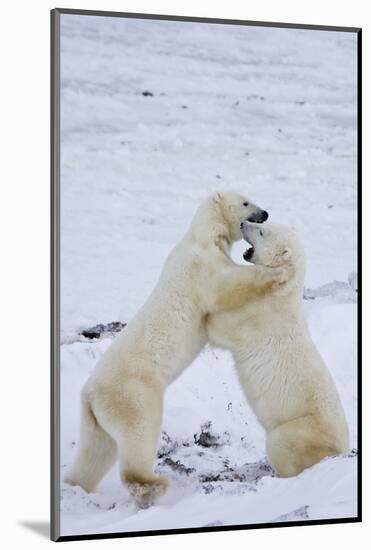 Polar Bears (Ursus maritimus) sparring in snow, Churchill Wildlife Management Area, Churchill, M...-Panoramic Images-Mounted Photographic Print