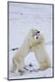 Polar Bears (Ursus maritimus) sparring in snow, Churchill Wildlife Management Area, Churchill, M...-Panoramic Images-Mounted Photographic Print
