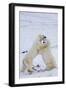 Polar Bears (Ursus maritimus) sparring in snow, Churchill Wildlife Management Area, Churchill, M...-Panoramic Images-Framed Photographic Print