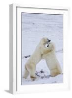Polar Bears (Ursus maritimus) sparring in snow, Churchill Wildlife Management Area, Churchill, M...-Panoramic Images-Framed Photographic Print