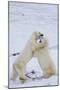 Polar Bears (Ursus maritimus) sparring in snow, Churchill Wildlife Management Area, Churchill, M...-Panoramic Images-Mounted Photographic Print