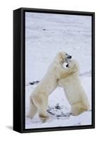 Polar Bears (Ursus maritimus) sparring in snow, Churchill Wildlife Management Area, Churchill, M...-Panoramic Images-Framed Stretched Canvas