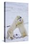 Polar Bears (Ursus maritimus) sparring in snow, Churchill Wildlife Management Area, Churchill, M...-Panoramic Images-Stretched Canvas