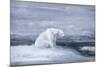Polar Bears Watching for Seals at an Ice Hole, C1867-1910-John Macallan Swan-Mounted Giclee Print