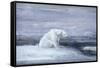 Polar Bears Watching for Seals at an Ice Hole, C1867-1910-John Macallan Swan-Framed Stretched Canvas