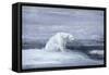 Polar Bears Watching for Seals at an Ice Hole, C1867-1910-John Macallan Swan-Framed Stretched Canvas