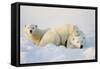 Polar Bears-null-Framed Stretched Canvas