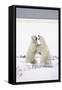 Polar Bears-null-Framed Stretched Canvas