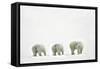 Polar Bears-null-Framed Stretched Canvas