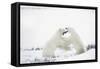 Polar Bears-null-Framed Stretched Canvas