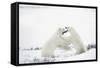 Polar Bears-null-Framed Stretched Canvas