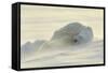 Polar Bears-null-Framed Stretched Canvas