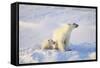 Polar Bears-null-Framed Stretched Canvas