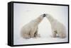Polar Bears-null-Framed Stretched Canvas