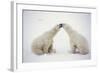 Polar Bears-null-Framed Photographic Print