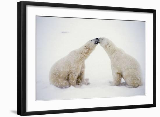 Polar Bears-null-Framed Photographic Print