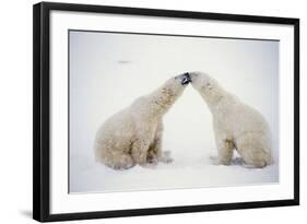 Polar Bears-null-Framed Photographic Print