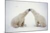 Polar Bears-null-Mounted Photographic Print