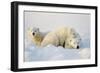 Polar Bears-null-Framed Photographic Print