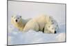 Polar Bears-null-Mounted Photographic Print