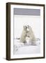 Polar Bears-null-Framed Photographic Print