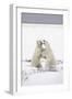 Polar Bears-null-Framed Photographic Print