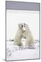 Polar Bears-null-Mounted Photographic Print