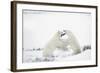 Polar Bears-null-Framed Photographic Print