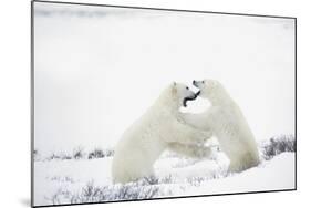 Polar Bears-null-Mounted Photographic Print