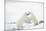 Polar Bears-null-Mounted Photographic Print