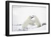 Polar Bears-null-Framed Photographic Print