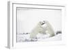 Polar Bears-null-Framed Photographic Print