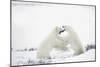 Polar Bears-null-Mounted Photographic Print