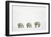 Polar Bears-null-Framed Photographic Print