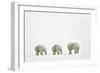 Polar Bears-null-Framed Photographic Print