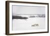 Polar Bears-null-Framed Photographic Print