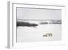 Polar Bears-null-Framed Photographic Print