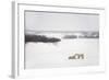 Polar Bears-null-Framed Photographic Print