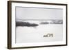 Polar Bears-null-Framed Photographic Print