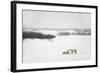 Polar Bears-null-Framed Photographic Print