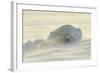 Polar Bears-null-Framed Photographic Print