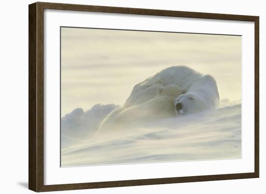 Polar Bears-null-Framed Photographic Print