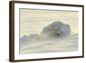 Polar Bears-null-Framed Photographic Print