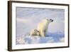 Polar Bears-null-Framed Photographic Print