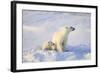 Polar Bears-null-Framed Photographic Print