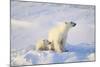 Polar Bears-null-Mounted Photographic Print