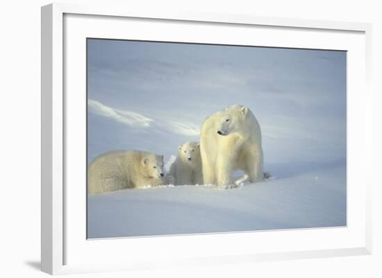 Polar Bears-null-Framed Photographic Print