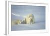 Polar Bears-null-Framed Photographic Print