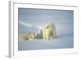 Polar Bears-null-Framed Photographic Print